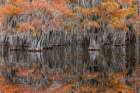 Autumn colors on Caddo Lake, Texas. Worlds largest bald cypress forest. Art Print